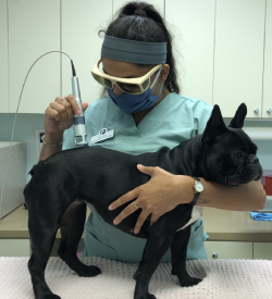 Laser Therapy in Seminole, FL | Oakhurst Veterinary Hospital