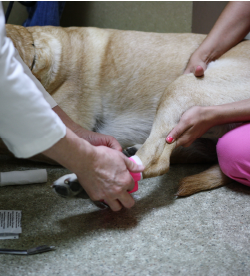 Pet Emergency Room | Oakhurst Veterinary Hospital